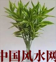 永州十二生肖养什么植物最旺财运？你知道吗！
