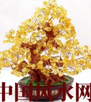 永州买了招财植物却不能发财，是方位摆错了！